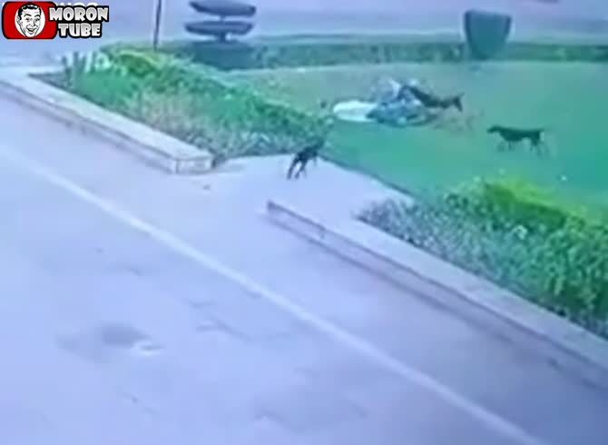 Video :A 65-year-old man was devoured by wild dogs in the early hours of the morning